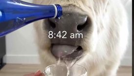My Cow’s Perfect Morning Routine