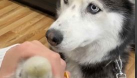 My huskies finally get to meet their baby chicks! 🐥 #shorts