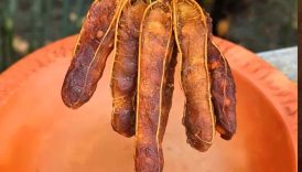 Spicy Fresh Tamarind Pickle Recipe 😋 #shorts #food #fruit #masala #tamarind