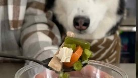 How to Make Chicken Noodle Soup For Dogs!