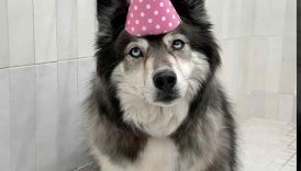 My Dogs Birthday Bath Routine 🫧