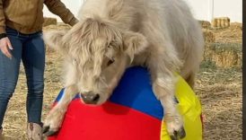 My cow has a funny life