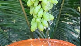 Spicy Viral Masala Grapes Recipe🤤 #shorts #food #masala #fruit