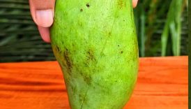 Spicy mango slice | Mango masala 😋 #shorts #food #fruit #masala #mango