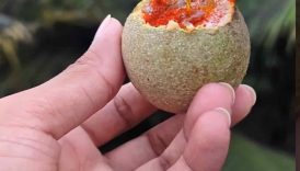 Mini Woodapple Masala In Village 🤤 #shorts #trending #food #masala #fruit