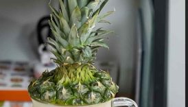 Refreshing Pineapple & Maple Syrup