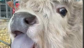My baby cow got a new friend! #shorts