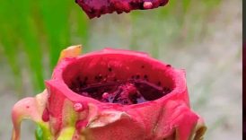 Sweet & Spicy Dragon Fruit 🍠 | #shorts #trending #food #fruit #juice