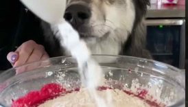 How To Make Red Velvet Cake For Dogs! #shorts