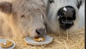 My Cows Try Pumpkin Pie for the First Time!