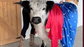 Rate My Cows Halloween Costumes 👻