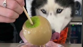 How To Make A Caramel Apple For Dogs! #shorts