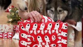 Dogs get epic Christmas present! #shorts