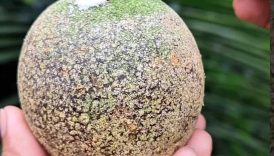 Mouth watering Masala Woodapple 🤤 #shorts #food #fruit #masala