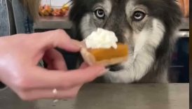 How To Make Pumpkin Pie For Dogs! #shorts