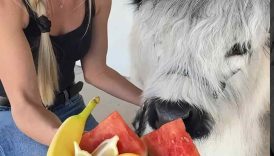 Baby cow taste tests fruit for the first time! #shorts