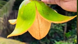 Easy Way To Eat Mango 🥭 | #shorts #trending #food #mango #fruit