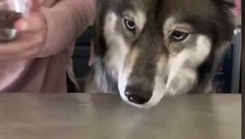 How To Make Dipped Strawberries For Dogs! #shorts