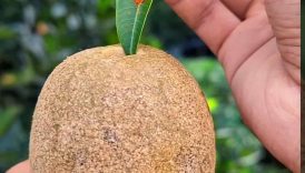 The First Woodapple (Kodbel) Of This Year 😋 | #shorts #trending #food #woodapple