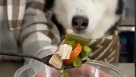 How To Make Chicken Noodle Soup For Dogs! #shorts
