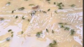 The harmonious blend of textures and flavors in this crispy Manouri pastry will captivate you too