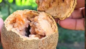 Tasty Masala Woodapple Spicy 😋🤤 #shorts #trending #food #masala #woodapple