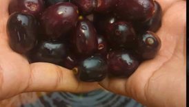 Mouth Watering Black Jamun Masala 🤤 | #shorts #food #fruit #masala