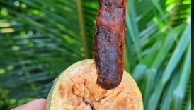 Testy Woodapple + Tamarind Mixed Masala 😋 #shorts #food #fruit #tamarind