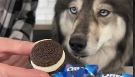 How To Make Oreo Cookies For Dogs! #shorts