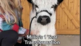 My Mini Cows Adorable Transformation!