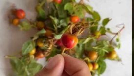 ROSEHIP TEA RECIPE #rosehip #tearecipe #cozydrinks #healthydrink #shorts4 #shortsyoutube