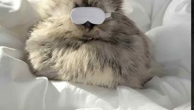 My Lazy Chicken’s Morning Routine
