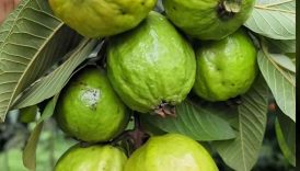 Guava Recipe 🤤 | Guava Masala #shorts #trending #food #masala #guava