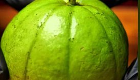 Fresh Guava Masala | Guava Pickle 😋 #shorts #food #fruit #masala #pickle