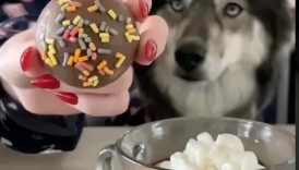 How To Make Hot “Cocoa” Bombs For Dogs! #shorts