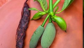 Spicy Tamarind & Kathal Muchi Makha 🤤 #shorts #food #masala #fruit