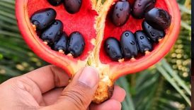 Healthy Red Chestnuts Fruit 😋 #shorts #food #fruit #healthyfood