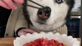How To Make Ratatouille For Dogs! #shorts