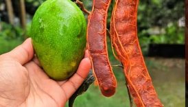 Mouth Watering Mango Tamarind Masala 😋 #shorts #food #fruit #masala #mango