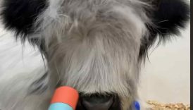 Christmas hairstyles with my fluffy cow! #shorts