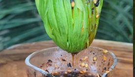 Raw Mango Masala | It’s so spicy 🌶️🤤 #shorts #food #masala #mango