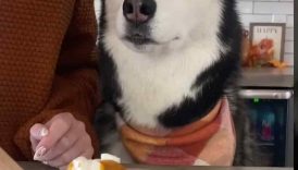 How To Make Pumpkin Cheesecake For Dogs! #shorts