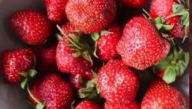 Lacto fermented 🍓
