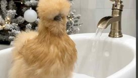 My Chicken’s Christmas Bath Routine 🫧