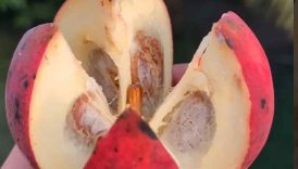 Tribal Velvet Apple 🍎 #shorts #viral #food #apple #fruit