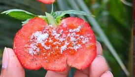 Healthy Strawberry Fruit Masala 😋🤤 #shorts #food #fruit #masala #strawberry