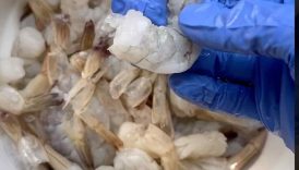 Get all the tail meat out of a shrimp tail!