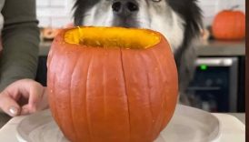 The Perfect Pumpkin Treat For Dogs!