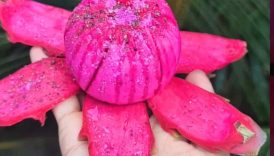 Healthy dragonfruit masala 🤤 #shorts #trending #food #fruit #masala