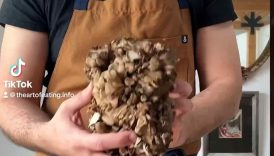Maitake pickles!